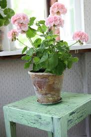 Small flowering indoor plants uk. 17 Best Flowering Houseplants Balcony Garden Web