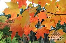37 more photos view gallery. Acer Saccharum From Burncoose Nurseries