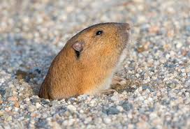 The nose is dusky and the feet and chin are white. Photographs By Mark Chappell