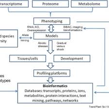 Flow Chart Of Stress Systems Biology The Chart Connects The