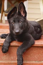 German shepherd mecosta county, mecosta, mi id: Black German Shepard Purchased From Frost Kennels Char 10 Weeks Black German Shepherd Puppies German Shepherd Puppies Black German Shepard