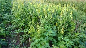 Image result for Crotalaria subcapitata