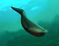 Tiny Fish May Be Ancestor Of Nearly All Living Vertebrates Ancient Fish Fish Fossil Vertebrates