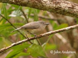 Image result for Newtonia