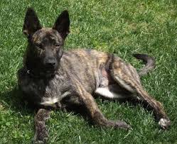 Hausbeck imported long hair german shepherds. Dutch Shepherd Dog Breed Information And Pictures