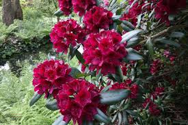 Rhododendron Black Spot Rare Flowers Orchids Rhododendron