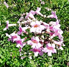 Image result for Podranea