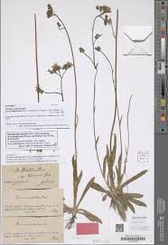 Image result for Sarcophyte piriei