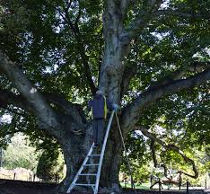 When pruning to control a plant's size or shape, cuts should be made just above a leaf bud and at a slight angle. Meet The Trees The Beeches Friends Of The Public Garden