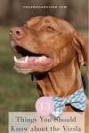 Vizsla Puppies - Petland Bradenton