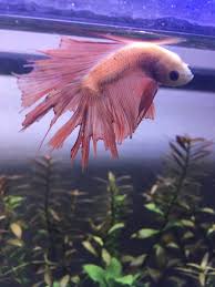Rescued Betta Suddenly Showing Signs Of Swim Bladder Problems And Fin Rot My Aquarium Club