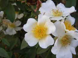 Image result for Aeschynomene abyssinica