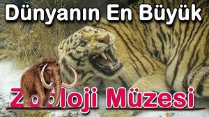rusya da zooloji muzesini gezdik hayatta goremeyecegimiz hayvanlari gorduk omer sen muze rusya hayvan