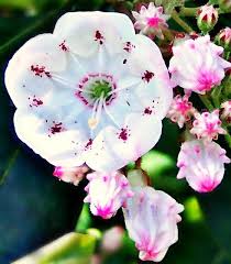 Ericaceae Kalmia Latifolia Mountain Laurel Flower Laurel Flower Evergreen Flowers Unusual Flowers