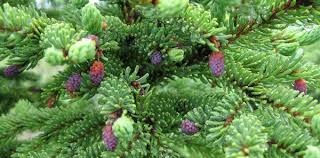 Huile Essentielle Epinette Noire Picea Mariana Epinette Noire Huiles Essentielles Huile