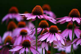 Echinacea Google Search Echinacea Fall Flowers Night Flowers