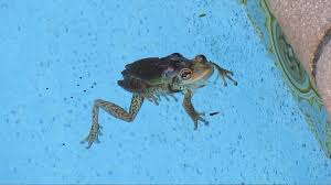 Use a solution of water and vinegar to repel tree frogs. Quick And Easy Ways To Get Rid Of Frogs In Your Yard