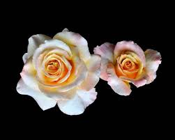 The competition between these two giants is heating up, and that's bound to be good news for rose lovers everywhere. Tahitian Sunset Rose By Peter Chan