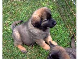 Check spelling or type a new query. Leonberger Puppies Set Of Cute Dogs And Puppies Pictures Youtube
