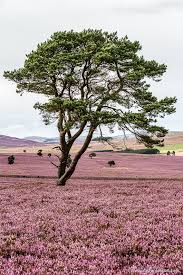 Scottish Borders Guide Things To Do Where To Stay And More Cool Places To Visit Places To Visit Places To See