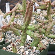 Image result for Huernia kirkii