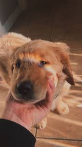 5 Ways How To Show Your Dog Love That They Can Understand Cute Animals Cute Dogs Puppies