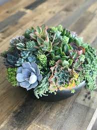live succulent centerpiece housewarming geburtstagsgeschenk grosser statement pflanzbehalter mit lebende succulent centerpieces succulents succulent garden diy