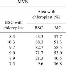 Image result for Panicum habrothrix