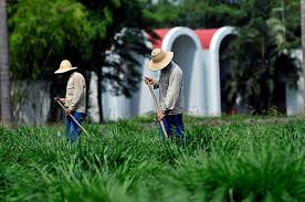 Image result for Urochloa eminii