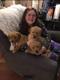 Learn about upcoming breedings, litters, or golden retriever puppies available from iowa breeders here. Iowa Red Golden Retrievers Home Facebook