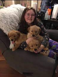 Red golden retriever puppies for sale in iowa. Iowa Red Golden Retrievers Home Facebook