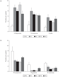 Image result for Hyparrhenia gazensis