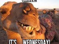 Learn how camel humps work and why they're not filled with water. Camel Cameos