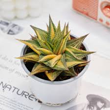 Image result for Haworthia limifolia
