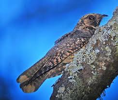 Birdquest The Ultimate In Birding Tours Kus