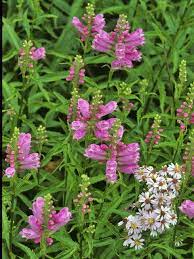 Fall obedient plant (physostegia virginiana) chinese split leaf (ramies) rosemary, upright (rosmarinus officinalis) chaparrel sage (salvia clevelandii) majestic sage (salvia guarantica) mexican bush sage (salvia leucantha) garden sage (salvia officinalis) pink skullcap (scutellaria suffrutescens) texas mountain laurel (sophora secundiflora) Pin On Garden Plants