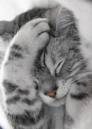 doh kitty sevimli hayvan yavrulari hayvanlar sevimli kedi yavrulari