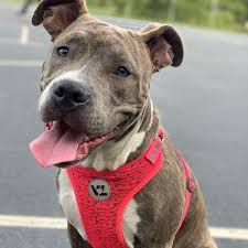 Let 8217 S Show Some Love To This Beautiful Tiger Amstaff Beautiful Bella B Pitbull Dog Animals Pitbull Mix