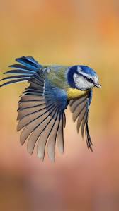 Ade For Drawing Wings In Flight Hayvanlar Vahsi Hayvanlar Hayvan