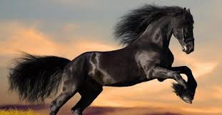 25 Most Expensive Horse Breeds (Think in the Millions) | Always Pets
