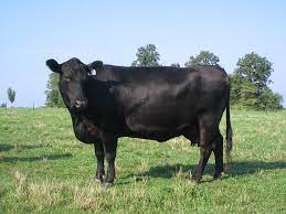 Angus Livestockpedia