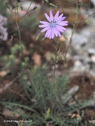 Image result for Lactuca paradoxa