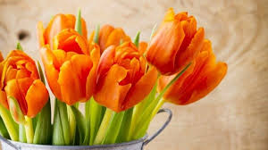 Beautiful Orange Tulips Hd Wallpaper Orange Tulips Flower Backround Flower Wallpaper
