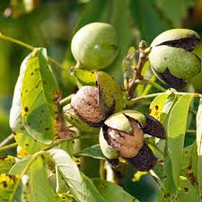 Image result for Juglandaceae