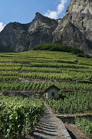 Vignoble De Chamoson Vineyards Of Chamoson Scenery Switzerland Travel Places To Visit