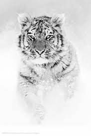Tigers Animals Pet Care Cats Snow Tiger
