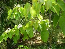 Image result for Vernicia montana