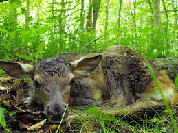 Image result for Sorghastrum fuscescens