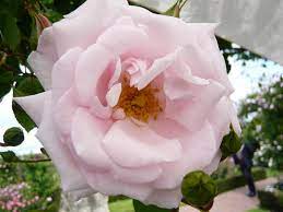 Very healthy, carries masses of cream/pink flowers new dawn is just about the perfect climbing rose. Rosa New Dawn