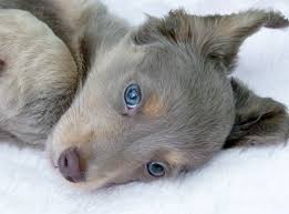 Diesel Isabella Long Haired Mini Dachshund Dachshund Love Wiener Dog Cute Animals